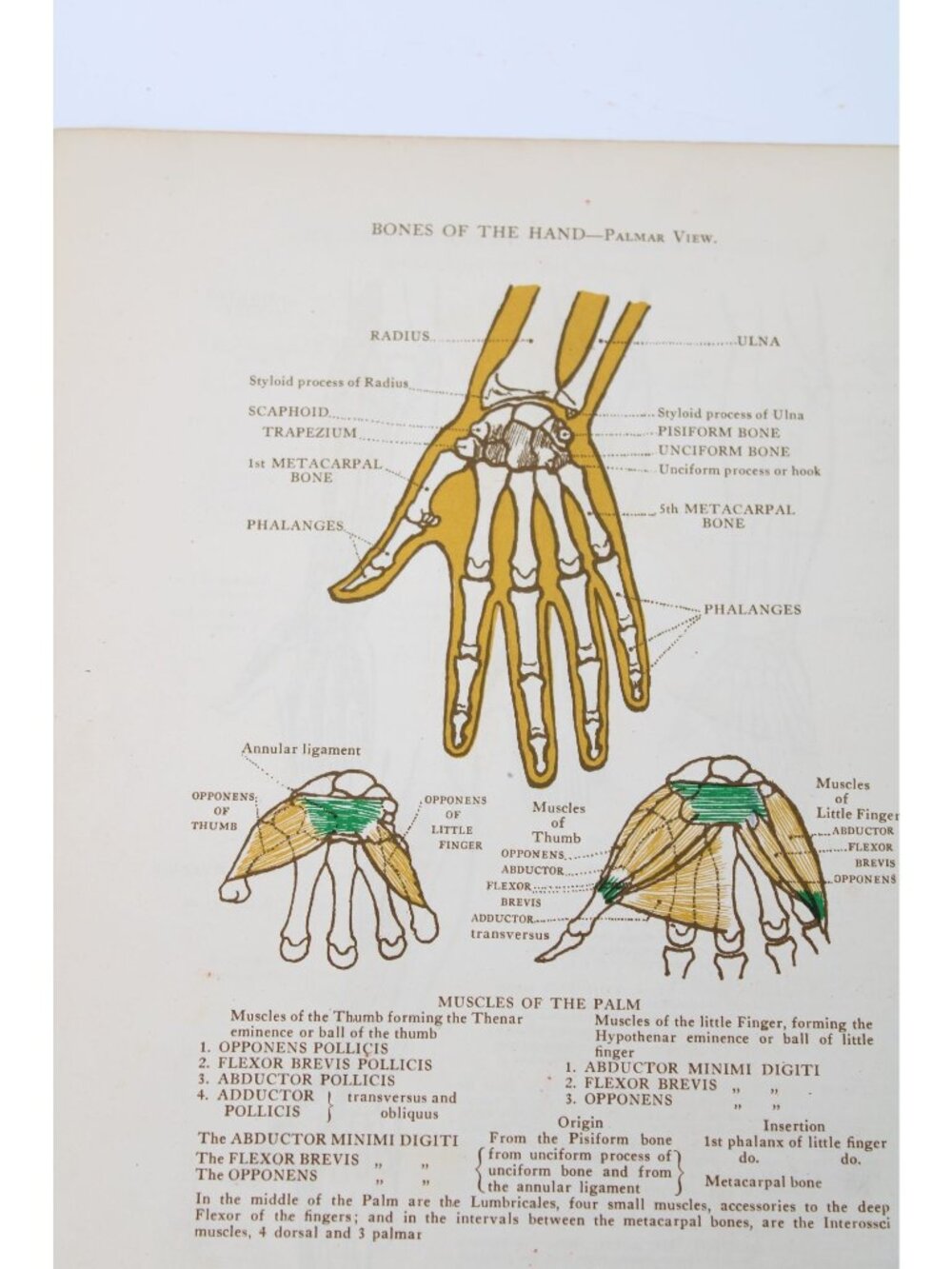1946 Anatomical Diagram Art Students Forearm Hand Bones Vintage 94640